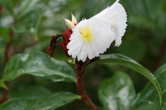 Costus speciosus